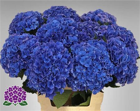 Hydrangea macrophylla Royal Parade
