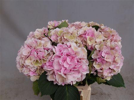 Hydrangea macrophylla 'Monika' (classic)