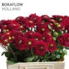 Dahlia (Ball Grp) 'Red Fox'