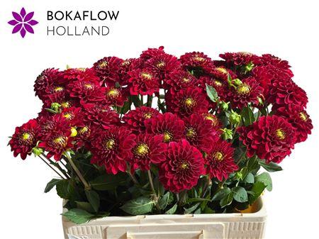 Dahlia (Ball Grp) 'Red Fox'