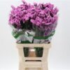 Limonium sinuatum Taffy Sun Birds