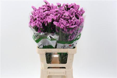 Limonium sinuatum Taffy Sun Birds