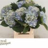 Hydrangea macrophylla 'Margarita' (classic)
