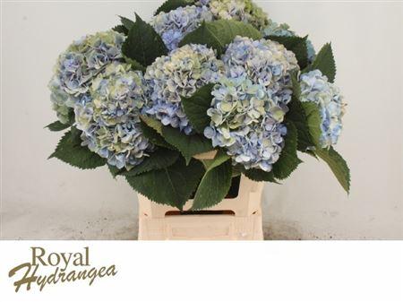 Hydrangea macrophylla 'Margarita' (classic)