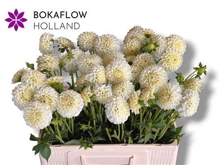 Dahlia (Pompon Grp) 'White Aster'