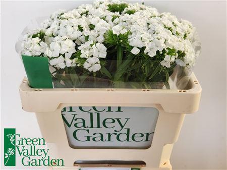 Dianthus barbatus 'Sweet Will White'