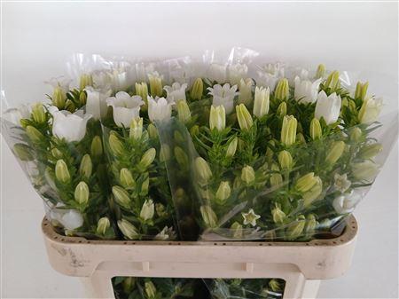 Campanula medium 'Champion White'