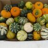 Cucurbita