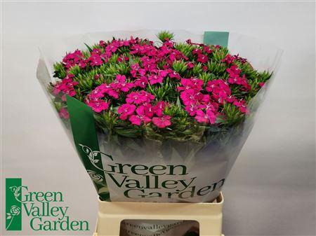 Dianthus barbatus Amazon Neon Cherry