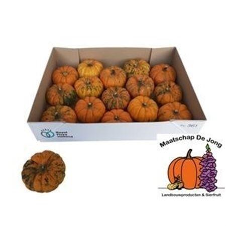 Siervruchten per stuk Cucurbita pepo 'Jack be Little'