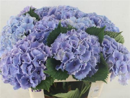 Hydrangea macrophylla Royal Sunset (blue)