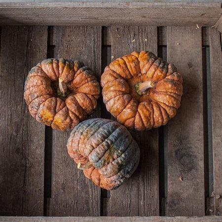 Cucurbita pepo