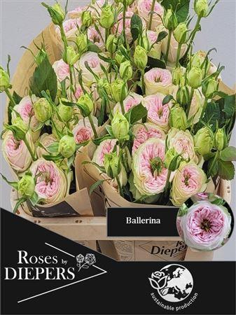 Rosa tros Ballerina Summerhouse