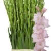 Snijbloemen overig