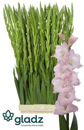 Snijbloemen overig