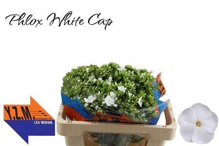 Phlox (Paniculata Grp) Whitecap