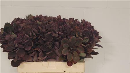 Cotinus coggygria 'Royal Purple'