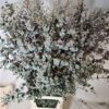 Eucalyptus gunnii Azura