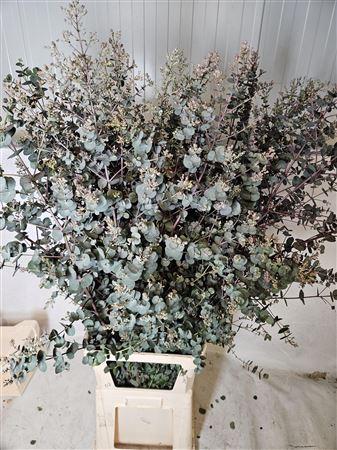 Eucalyptus gunnii Azura