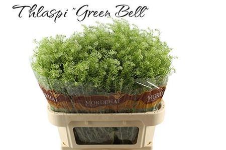 Lepidium ruderale Green Bell