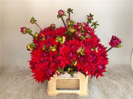 Dahlia (Semi-Cactus Grp) 'Witteman's Best'