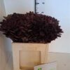 Cotinus coggygria 'Royal Purple'