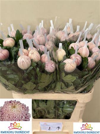 Chrysanthemum (Indicum Grp) Vienna Pink
