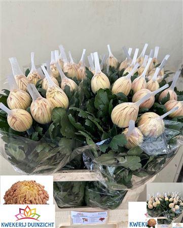 Chrysanthemum (Indicum Grp) geplozen 'Vienna Copper'