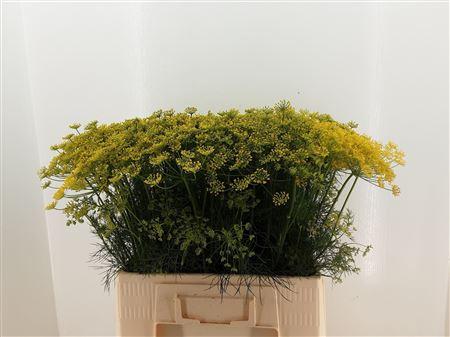 Anethum graveolens