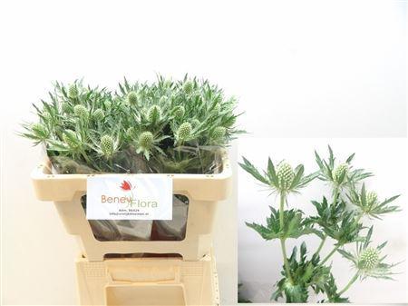 Eryngium Magical White Lagoon
