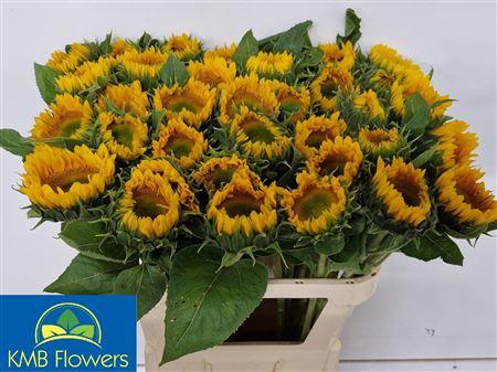 Helianthus annuus 'Sunrich Up Gold'