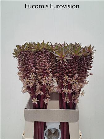 Eucomis overig