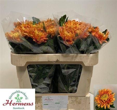 Chrysanthemum (Indicum Grp) geplozen 'Astro'
