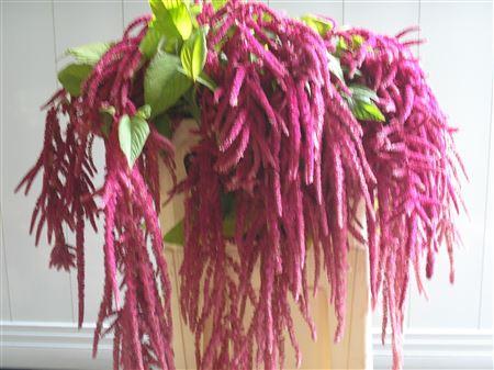 Amaranthus caudatus 'Love Lies Bleeding'