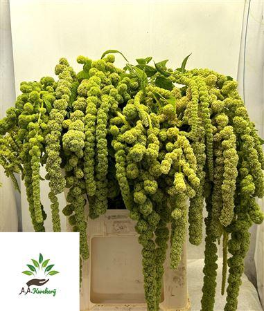 Amaranthus caudatus 'Cycloop'
