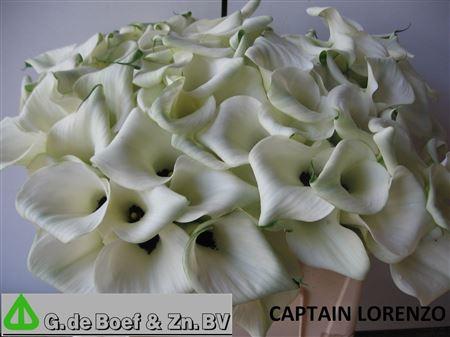 Zantedeschia overig