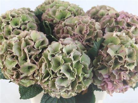 Hydrangea macrophylla Royal Palace (classic)