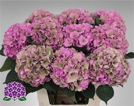 Hydrangea macrophylla Royal Palace (classic)