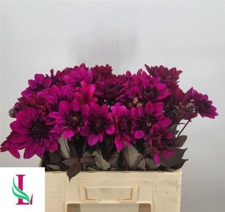 Dahlia (Decorative Grp) 'Purple Flame'