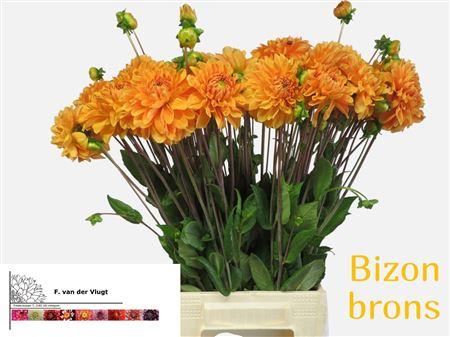 Dahlia (Decorative Grp) 'Bizon Bronze'