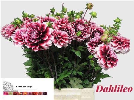 Dahlia overig