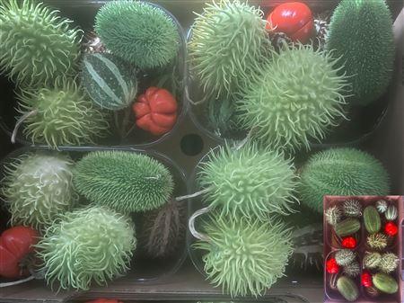 Cucumis hirsutus