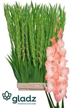 Gladiolus (Large-flowered Grp) 'Karma'