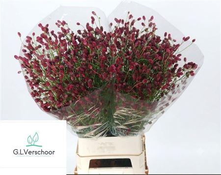 Sanguisorba officinalis 'Arnhem'