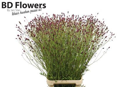 Sanguisorba officinalis 'Tough Dream'