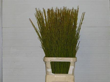 Cornus sericea 'Flaviramea'
