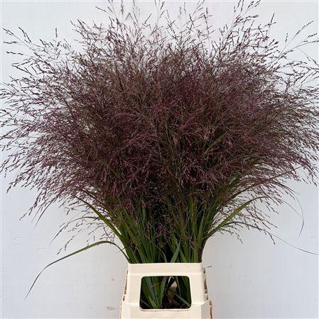 Panicum virgatum 'Squaw'