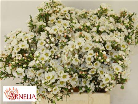 Chamelaucium 'Rhiannon'