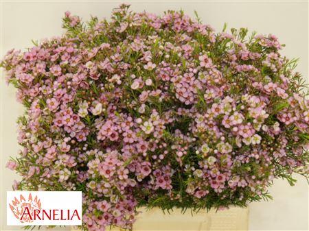 Chamelaucium uncinatum 'Kerryn'
