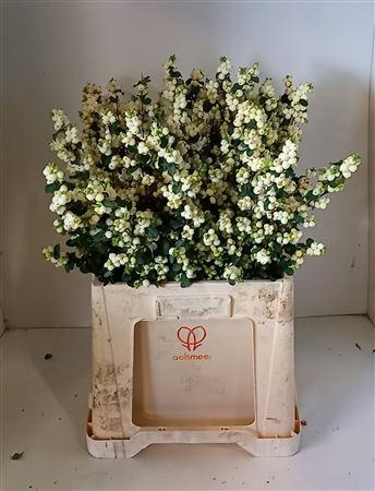 Symphoricarpos (White Berry Grp) Magical Lemon And Lime